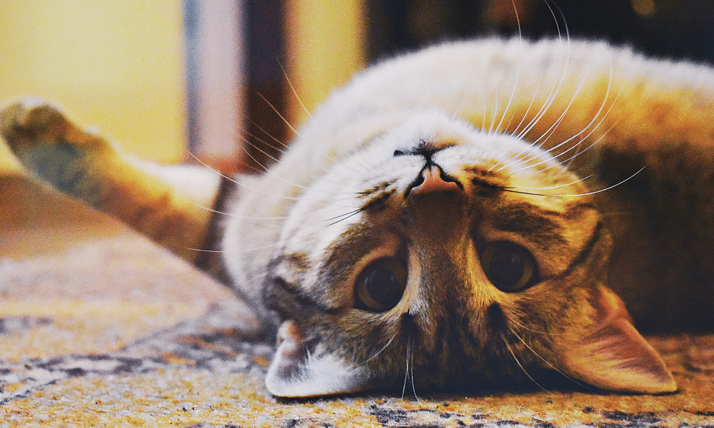 cat lying upside down looking at the camera and wishing he had a cat doormat