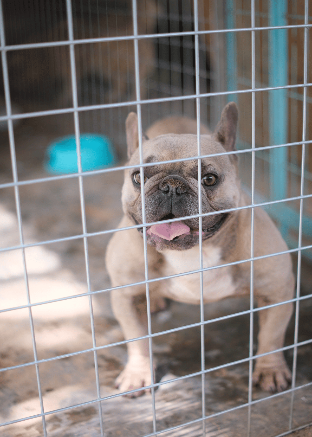 A thirtsy, little brown dog in a cage looks like he needs a dog crate water bottle.