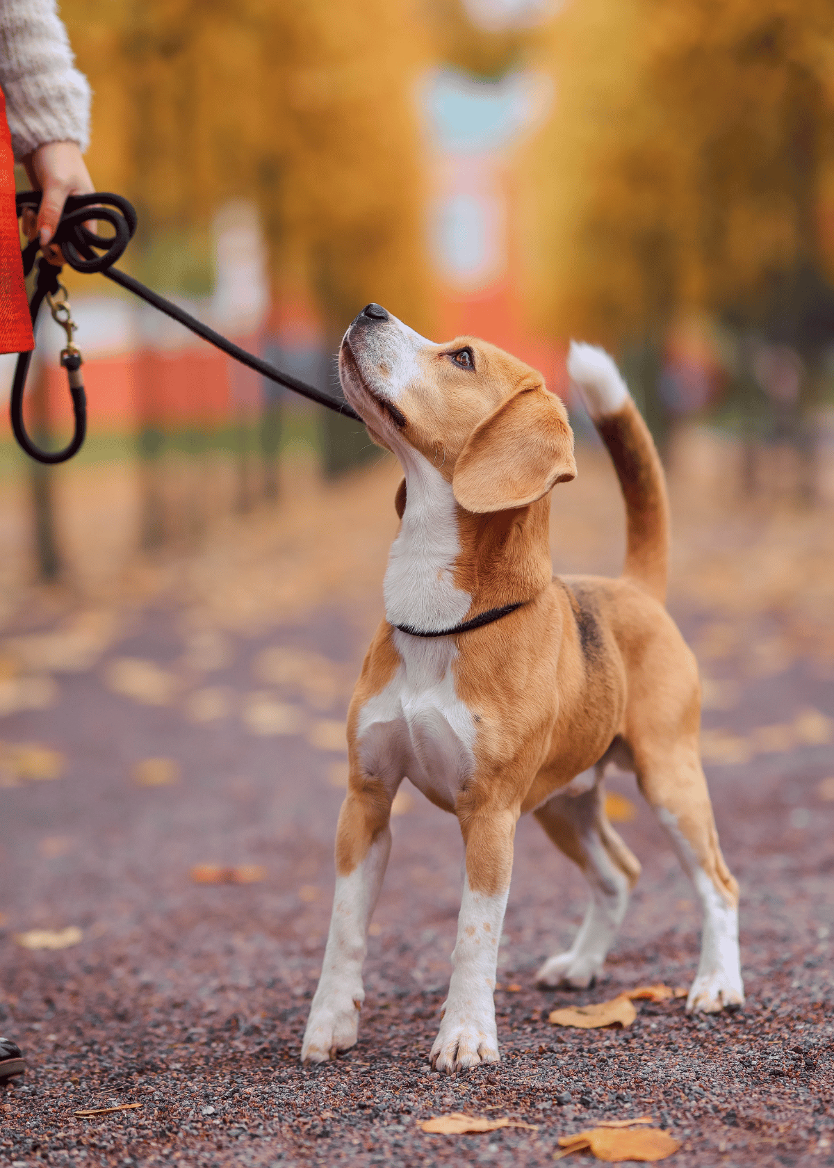 A small tan and white puppy looking up at his human, maybe wishing for freeze dried dog treats.