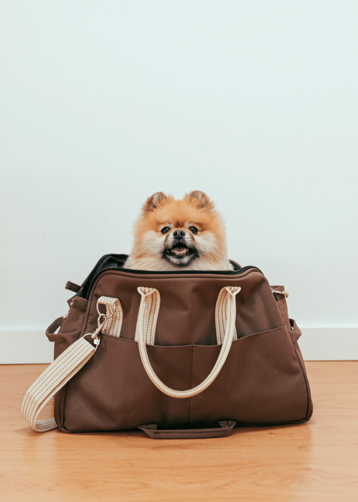 small brown dog sitting in a suitcase, but he needs a roll up dog bed