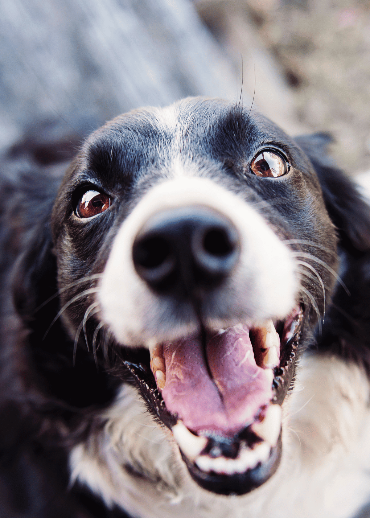 close-up of a dog with an open mouth who could use a drink from a stainless steel dog water bottle